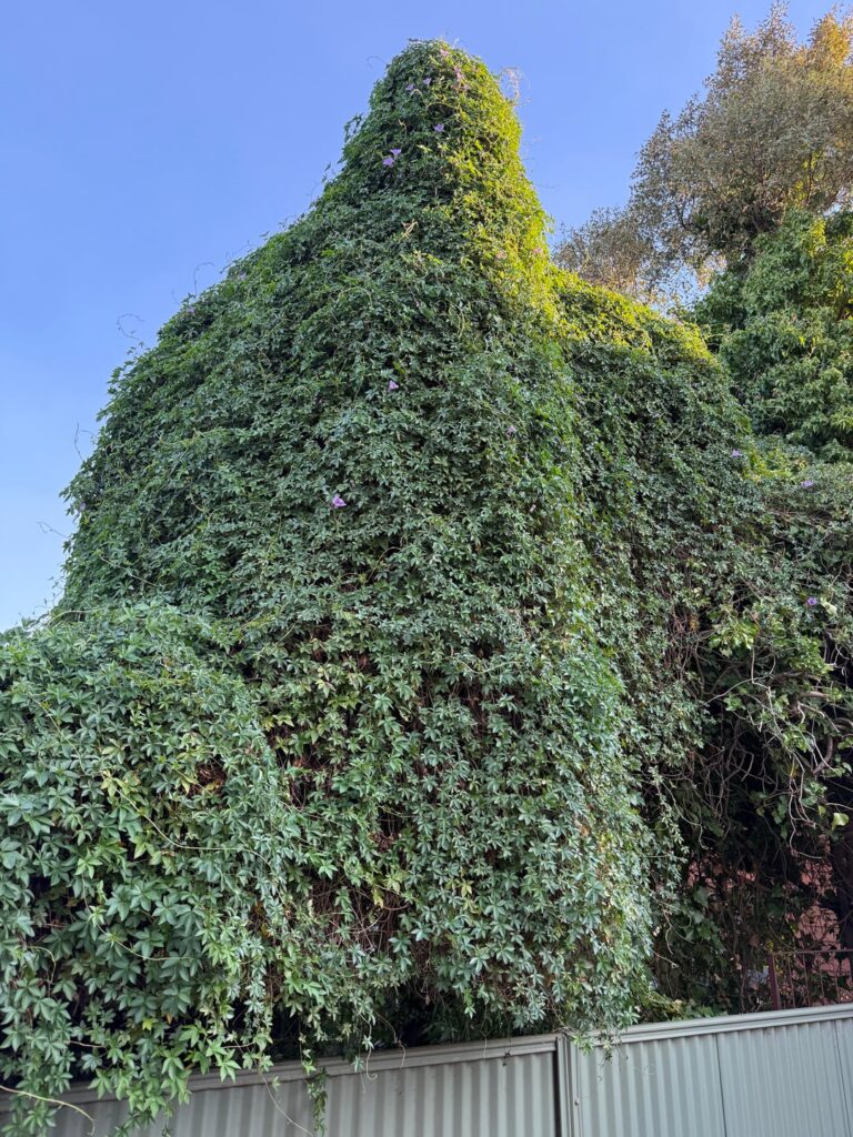 This weed has completely taken over neighbours yard and has begun to rapidly spread into ours… any advice?