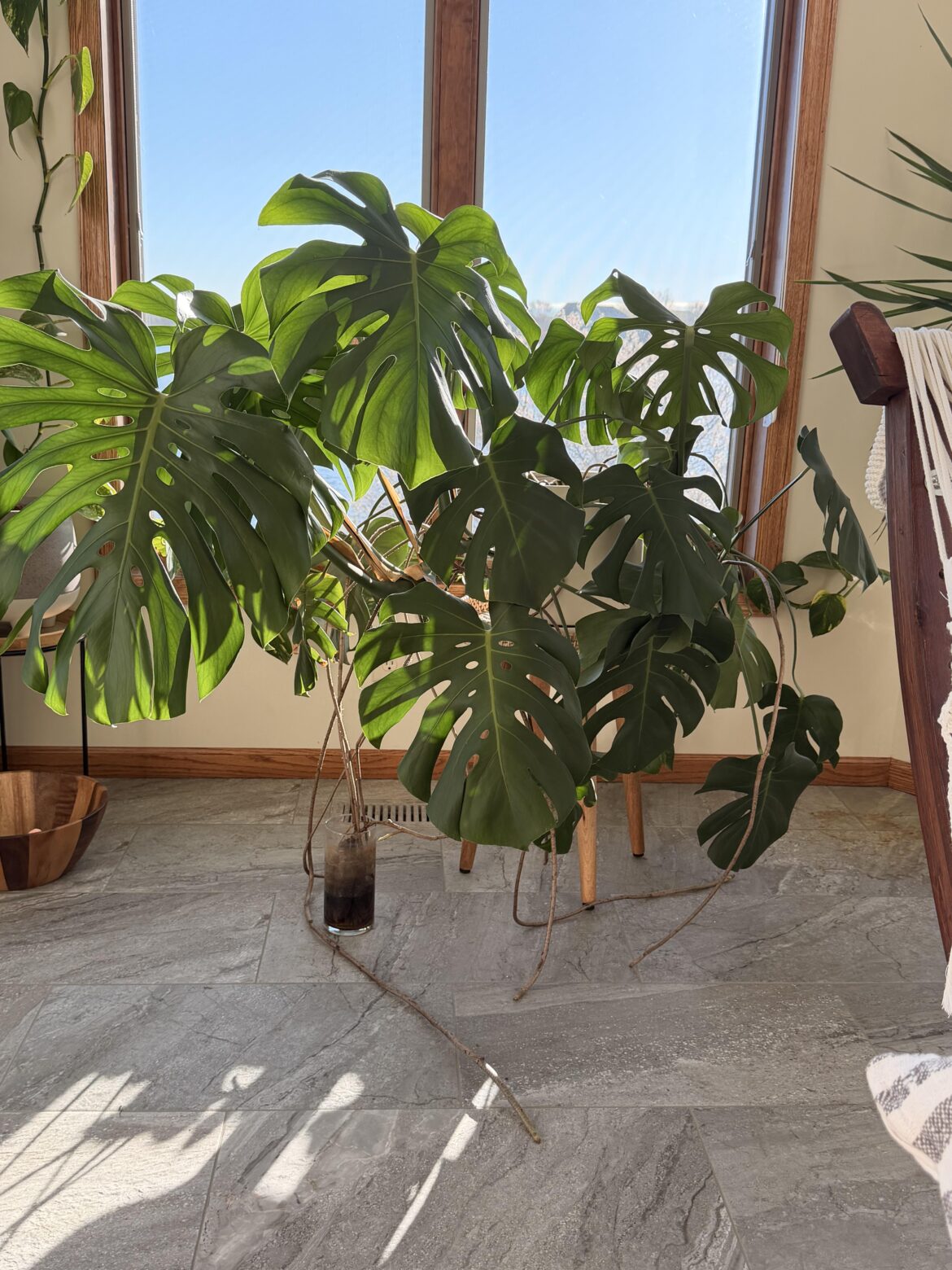 Crazy long roots?