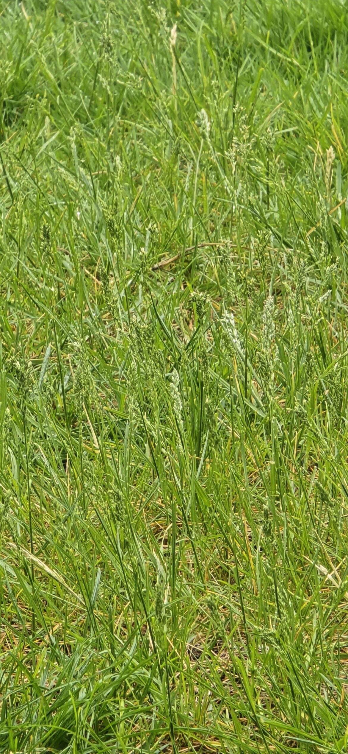 Is grass seed 'viable' as soon as it's visible on grass?