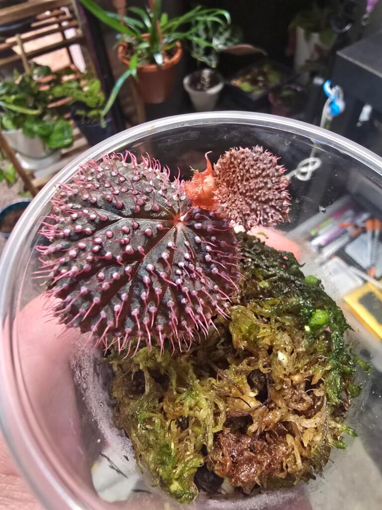 Sea urchin begonia