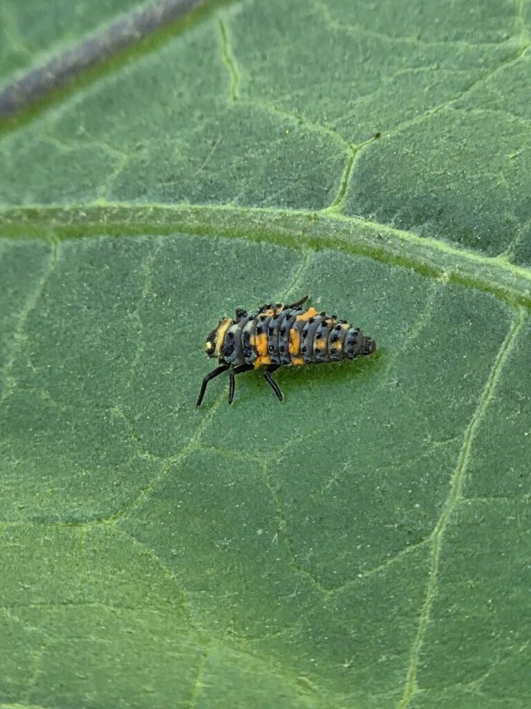 What is this? Is it eating my leaves?