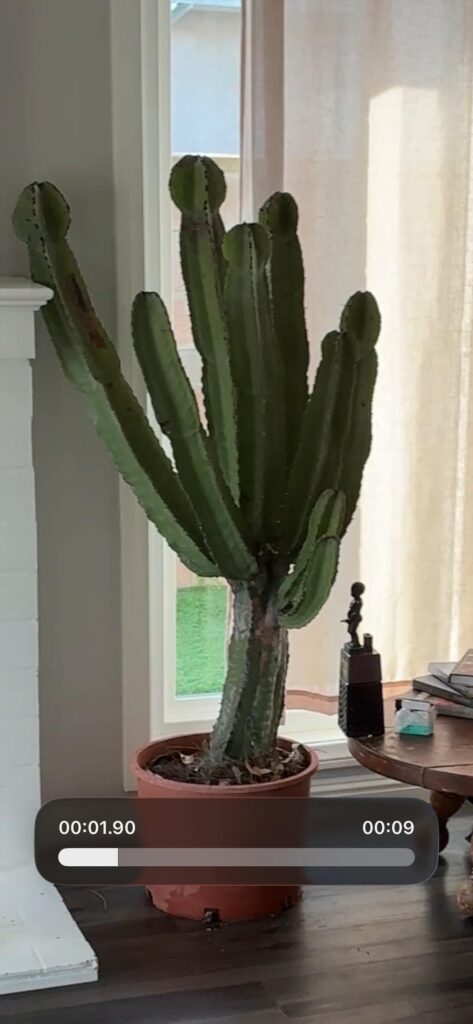 How to take care of my new plant? How to take care of my new plant?