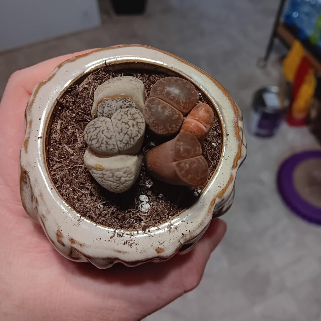 First Time Pet Rock Owner Anything I Need To Do Better? First Time Pet Rock Owner Anything I Need To Do Better?