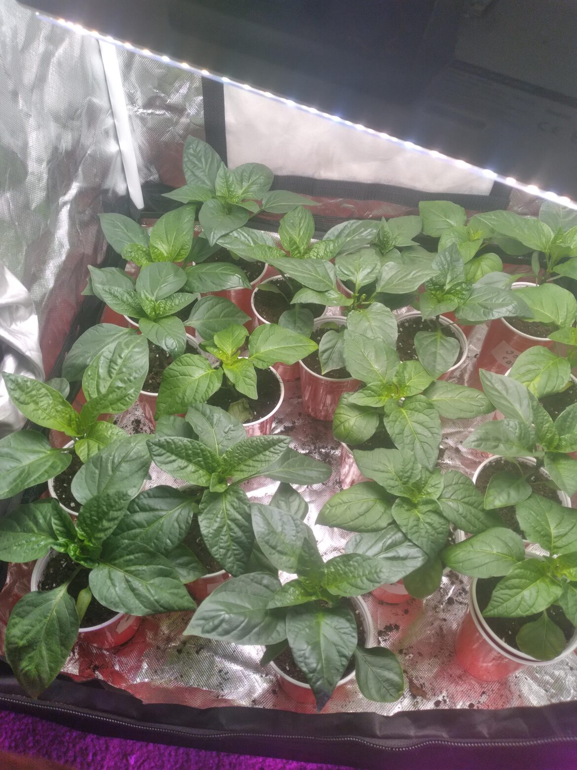 My pepper plants are flowering My pepper plants are flowering