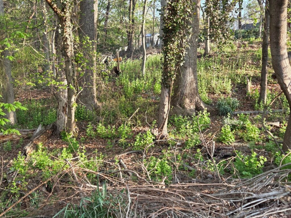 The Battle with Garlic Mustard starts NOW!!!