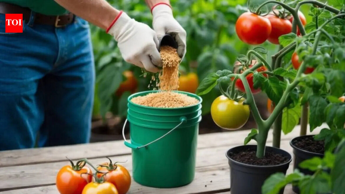 Going on vacation? Don’t water your plants; try this home gardening hack to keep plants thriving while you travel Going on vacation? Don’t water your plants; try this home gardening hack to keep plants thriving while you travel