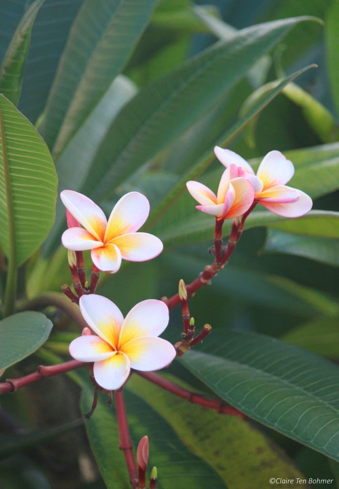 Frangipani