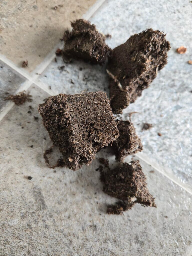 Found this around my corms. What is this??