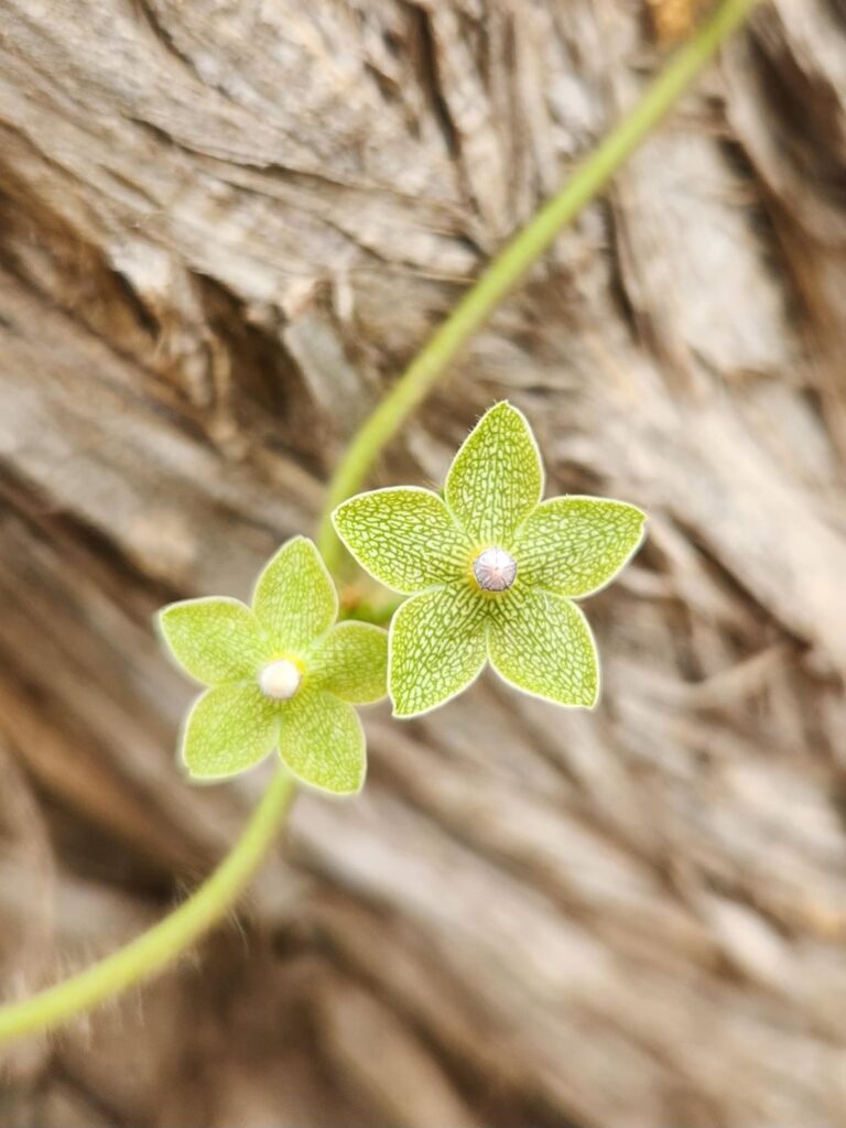 Pearl milkweed