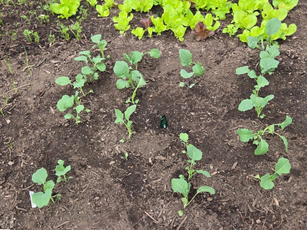 My First Garden