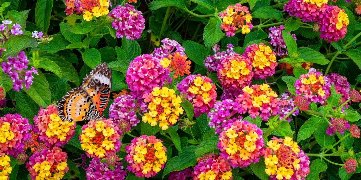 7 Resilient Plants That Thrive in Heat, Drought, and Poor Soil 7 Resilient Plants That Thrive in Heat, Drought, and Poor Soil