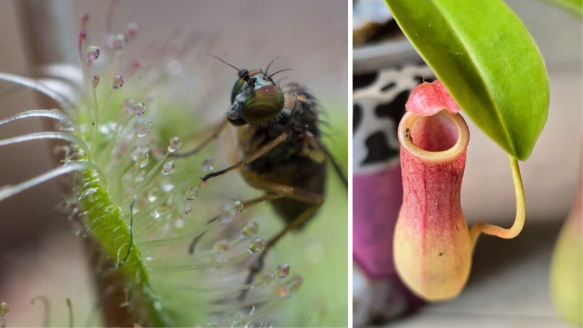 Carnivorous plants in Bengaluru: Hobbyists grow Venus flytraps A fly stuck on the leaf of Drosera burmanii; (Right) The pitcher plant Nepenthes ventrata. (Photo credit: Sumukha Javagal)