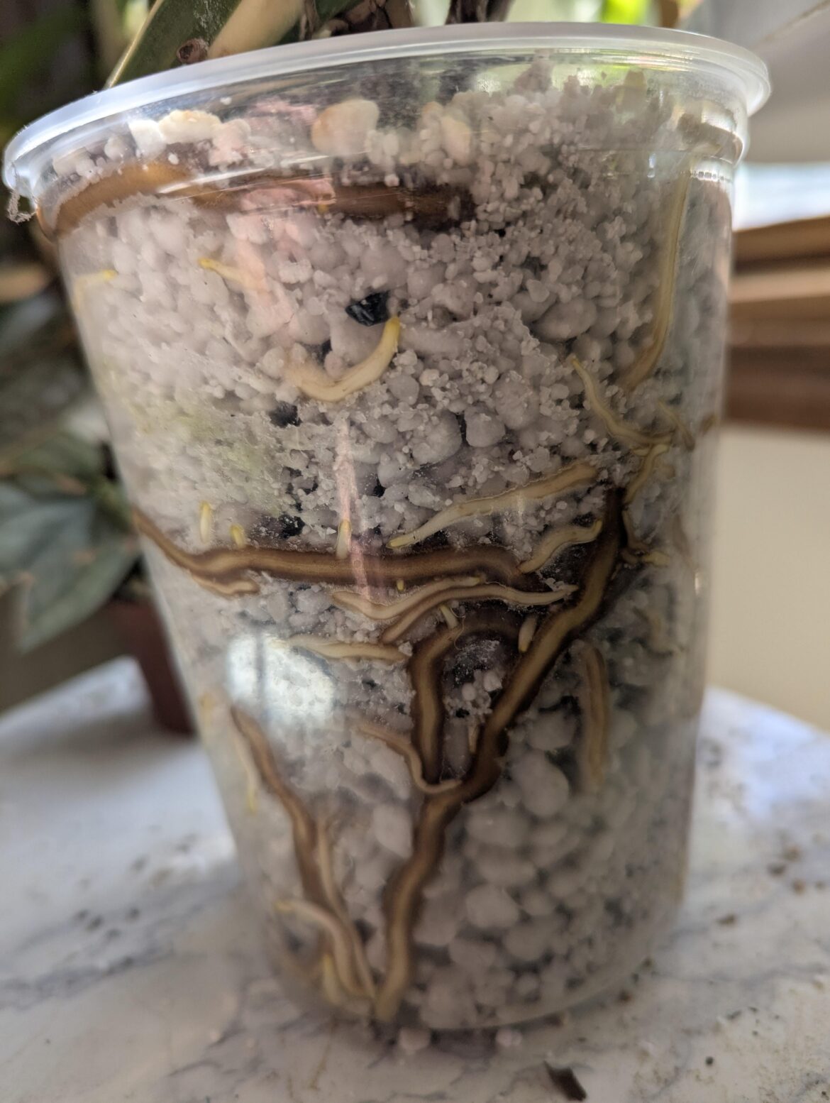 Monstera albo prop