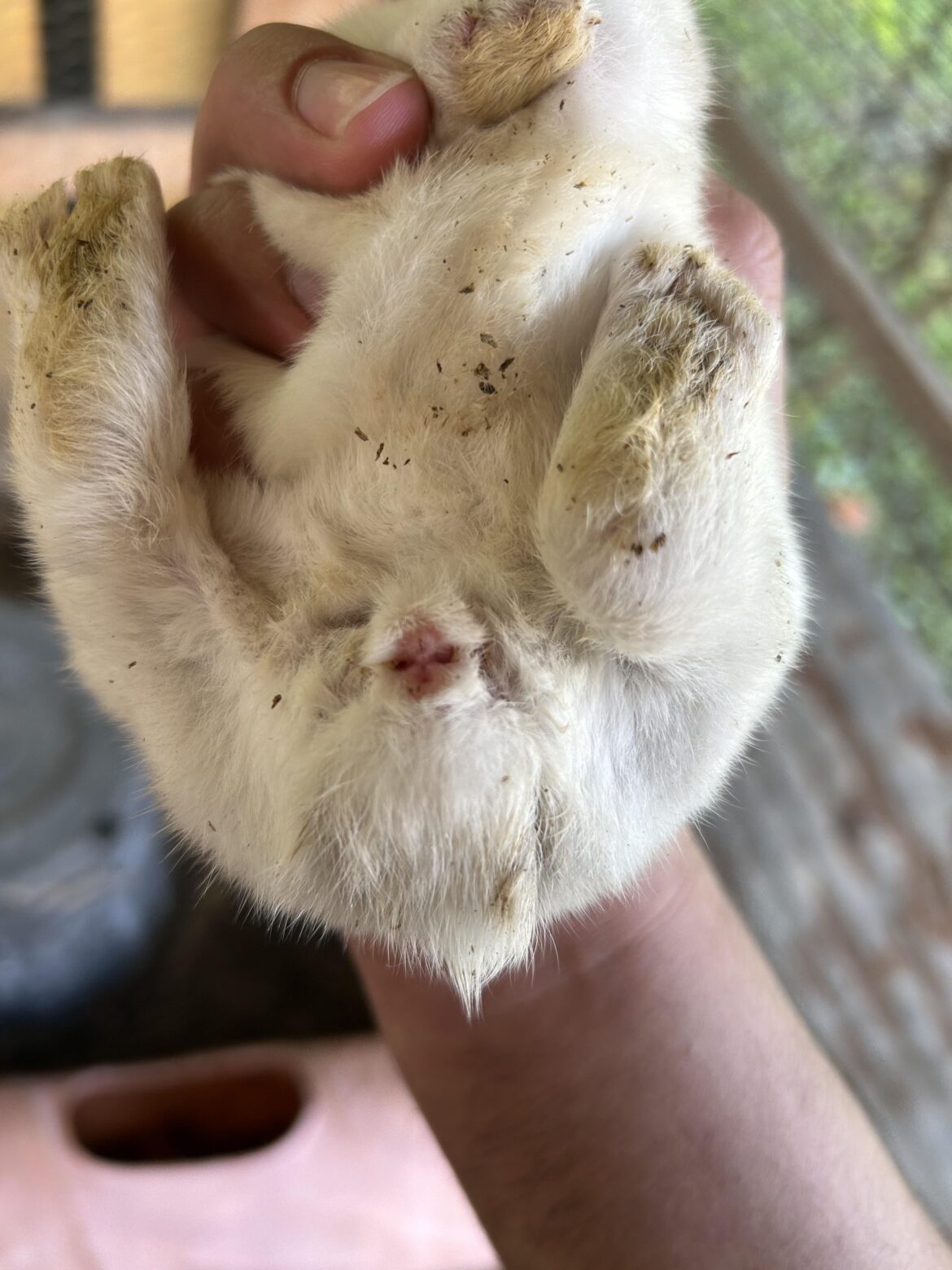 Is this rabbit male or female?