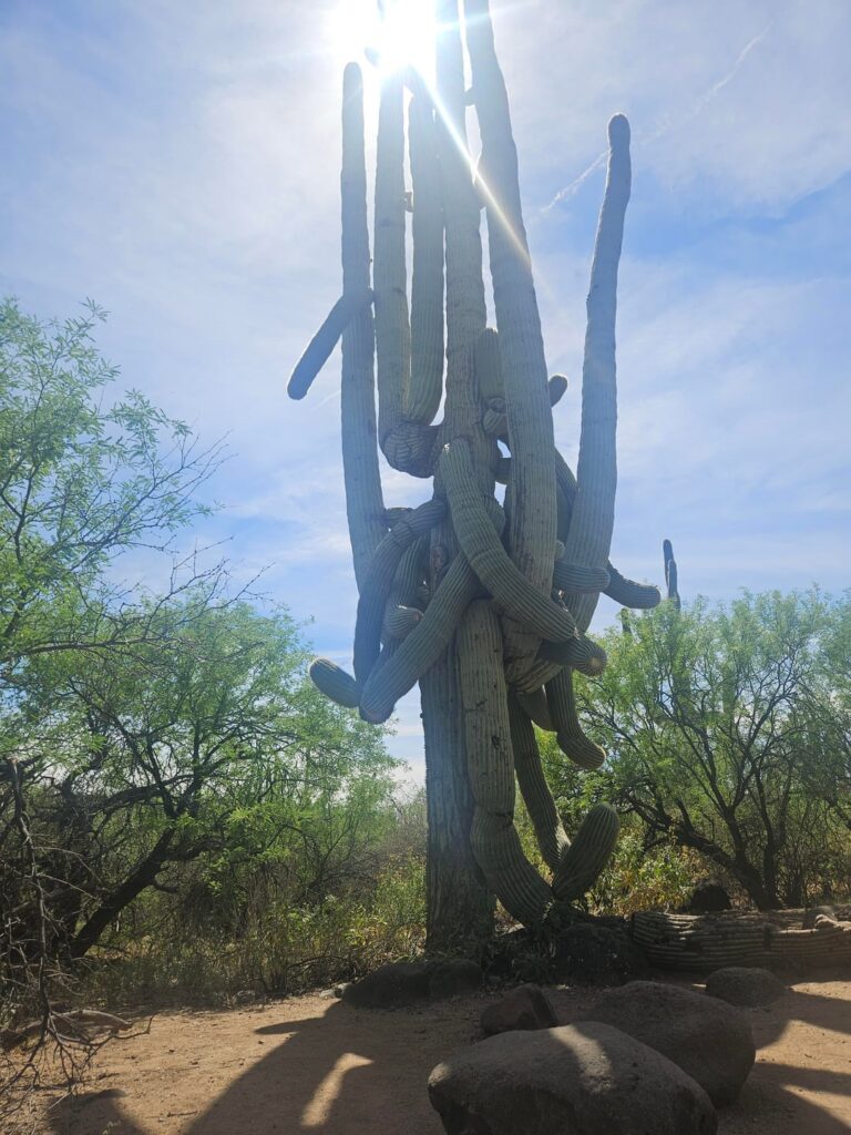 Felt god in this cactus