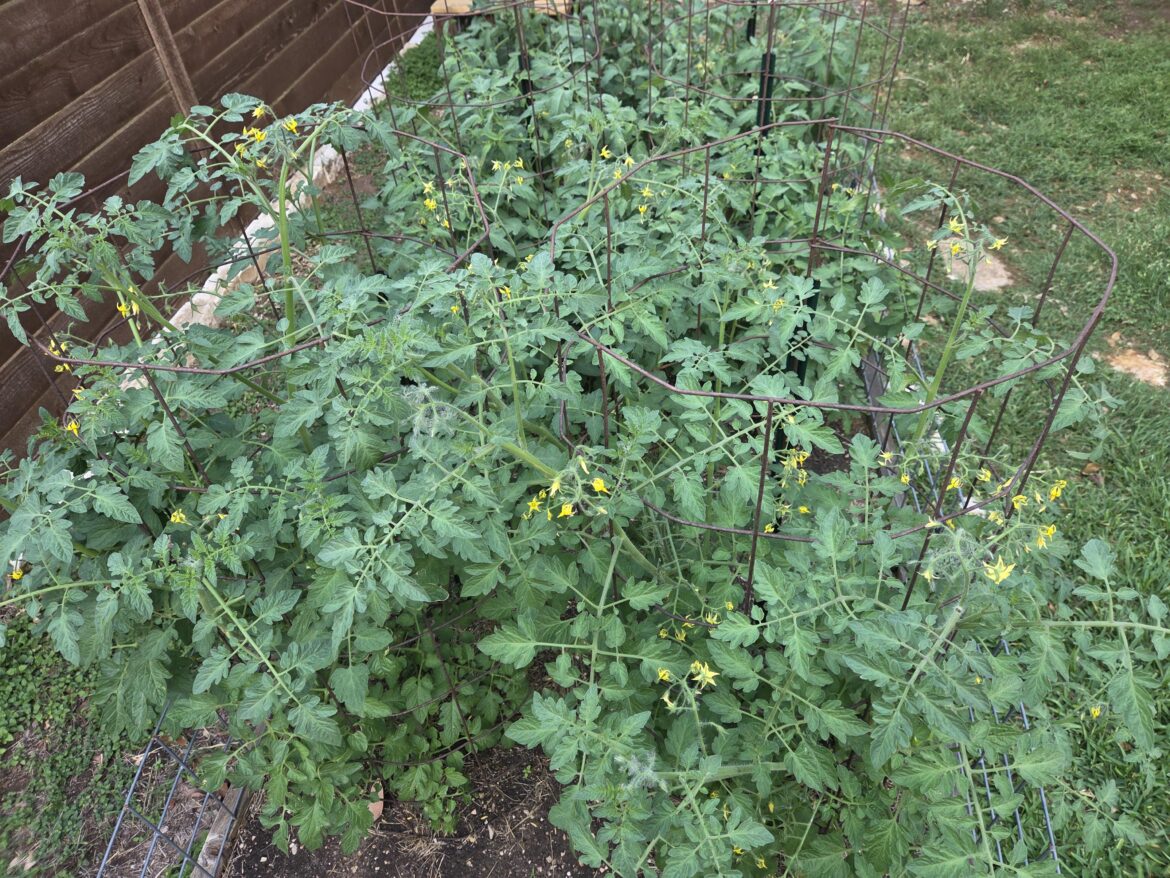 So Many Flowers on my Tomatoes!