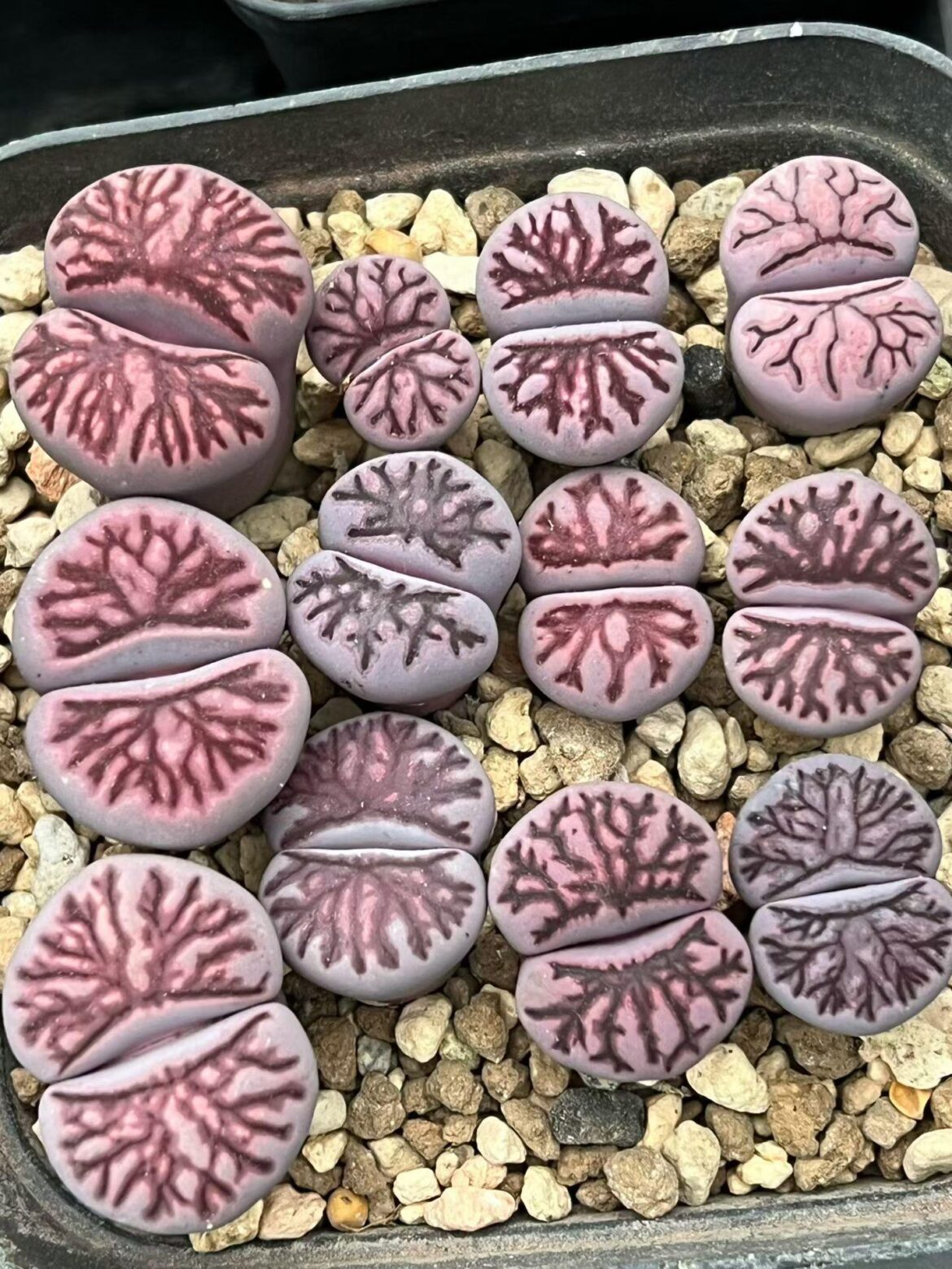Amazing showing