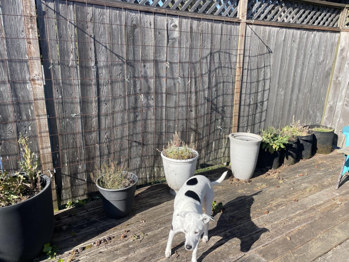 Got depressed and let everything go for 18 months. Is the soil in these containers useable if weeded and amended?