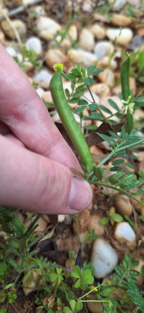 Found in Monroe NC, some sort of green beans?? Found in Monroe NC, some sort of green beans??