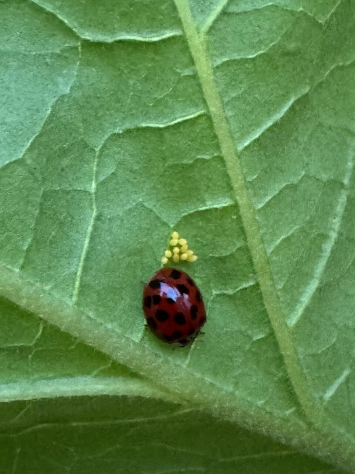 This is what I LOVE to see. My natural pest control army growing!