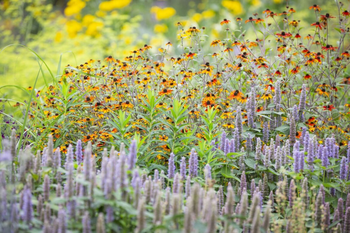 How Sheila Das is transforming National Trust gardens How Sheila Das is transforming National Trust gardens
