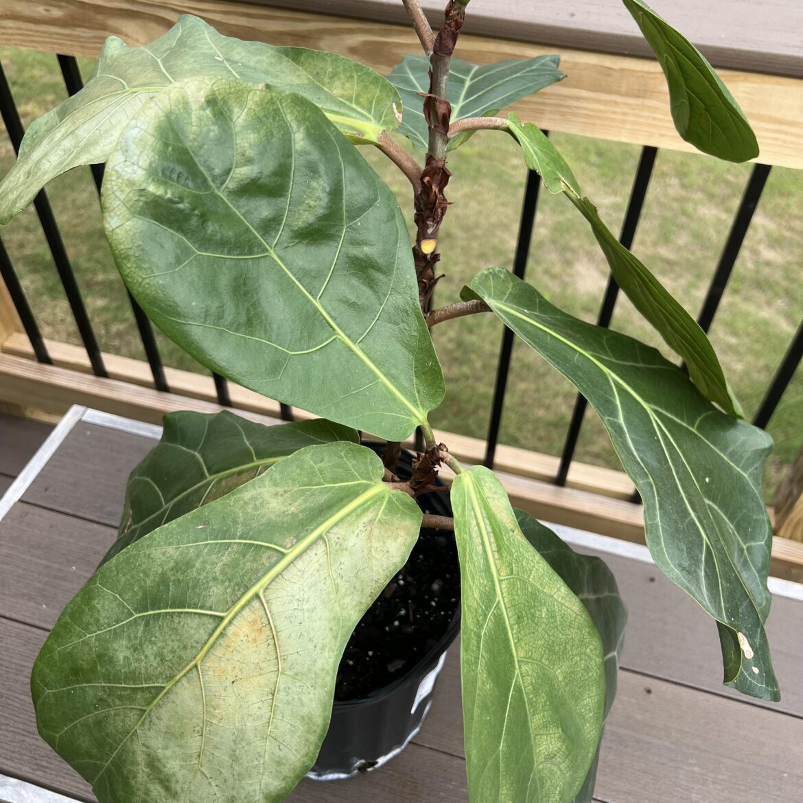 She’s gotten puny. Any tips? Thank you!