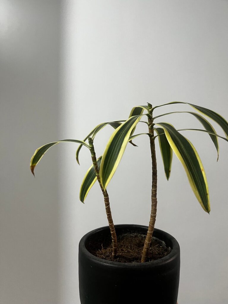 Help. How do I save this plant? It’s Dracaena.