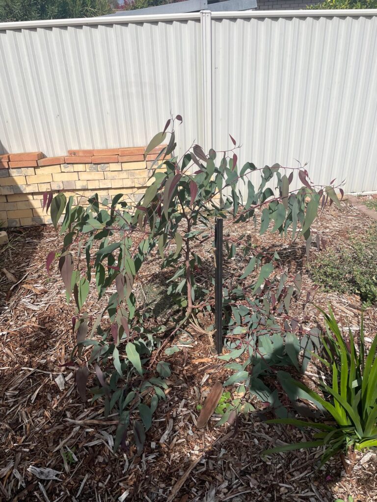 Should I be pruning the lower branches off these trees to encourage them to gain more height?