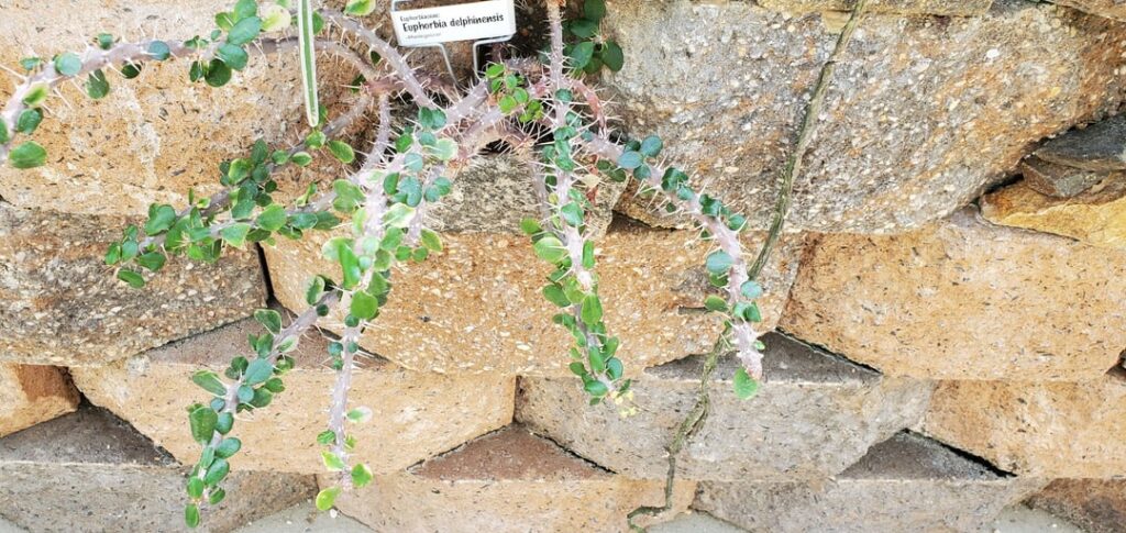 Euphorbia delphinensis university specimen
