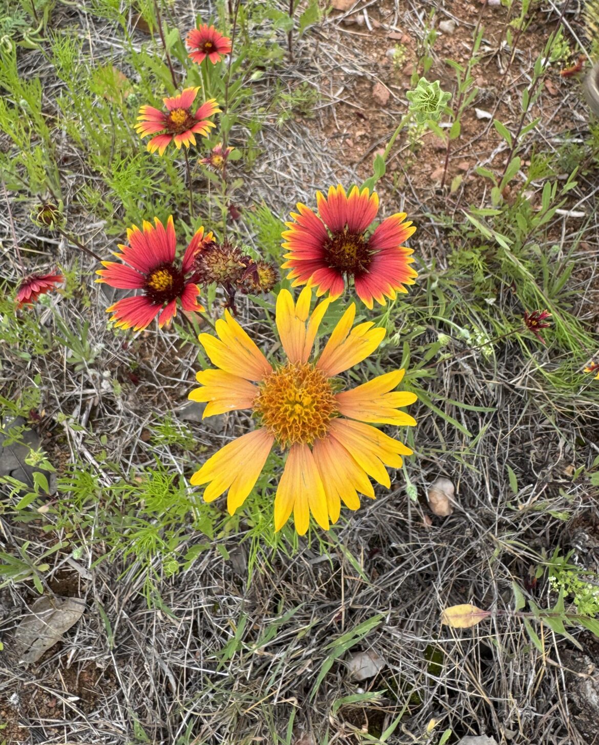 Thought yall would appreciate this unusually colored blanketflower!