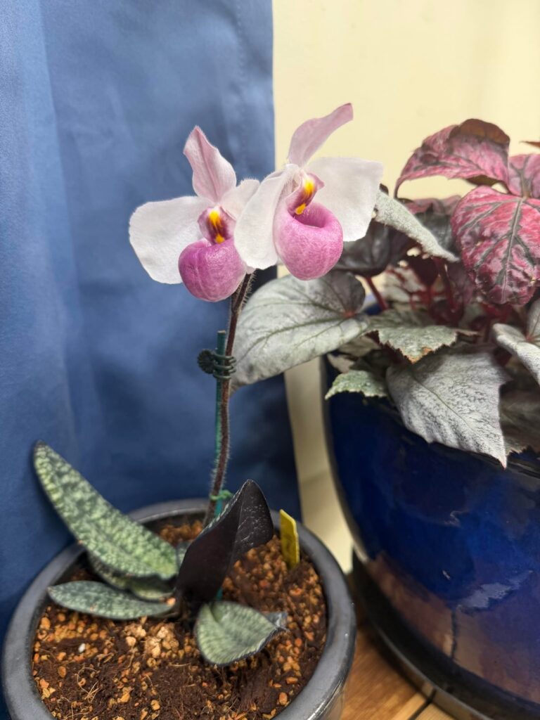 Paphiopedilum delenatii Paphiopedilum delenatii