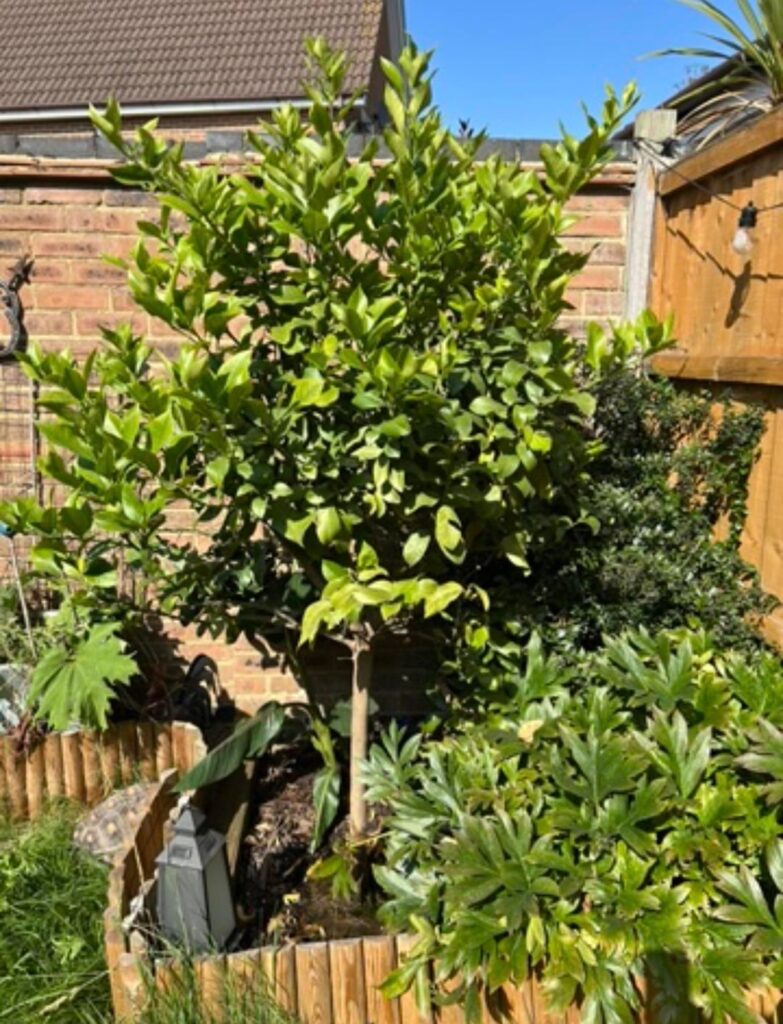 My citrus trees