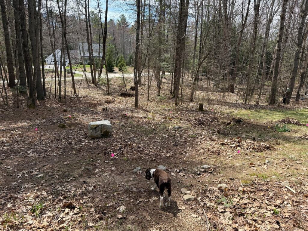 Seeking garden advice