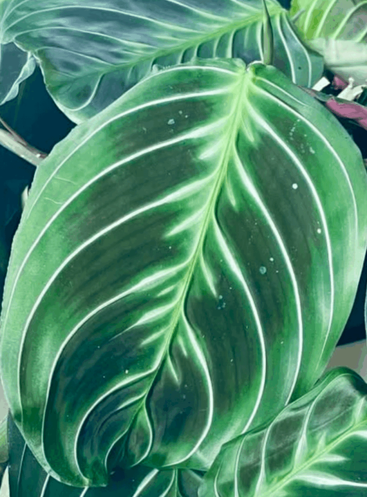 Maranta cat moustache? (Plant ID?) Maranta cat moustache? (Plant ID?)