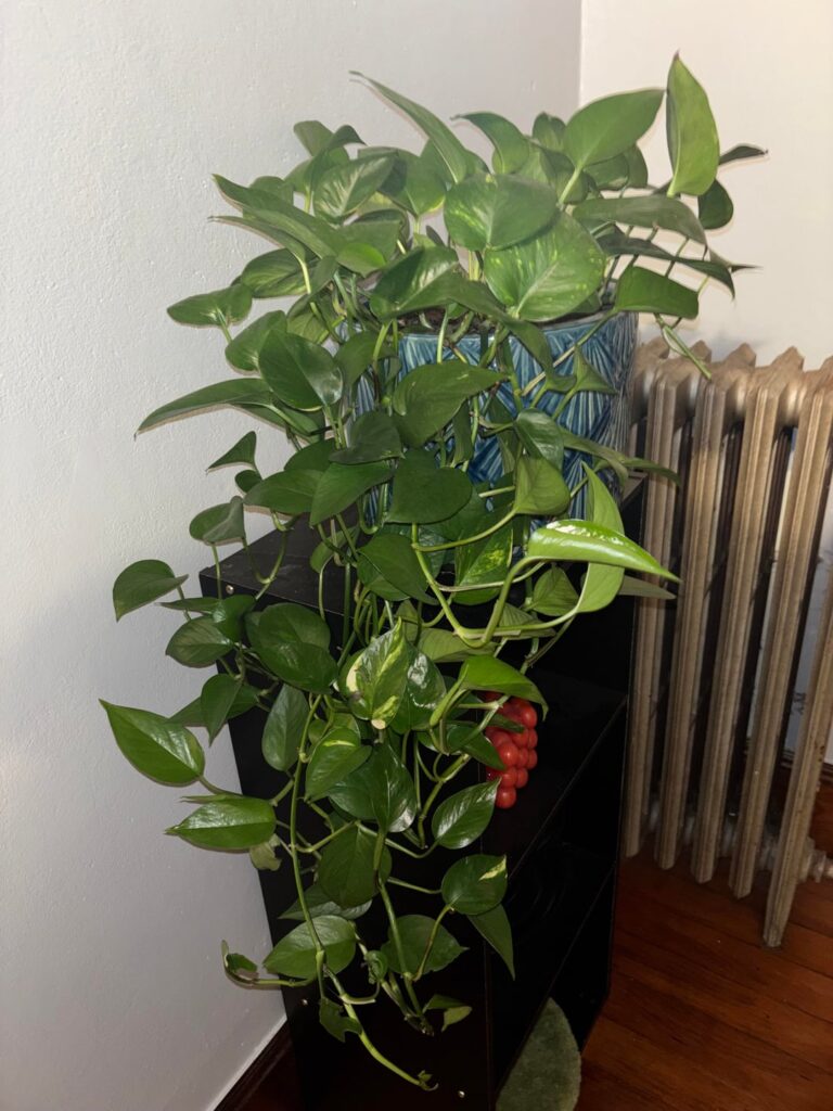 Pothos pruning help Pothos pruning help