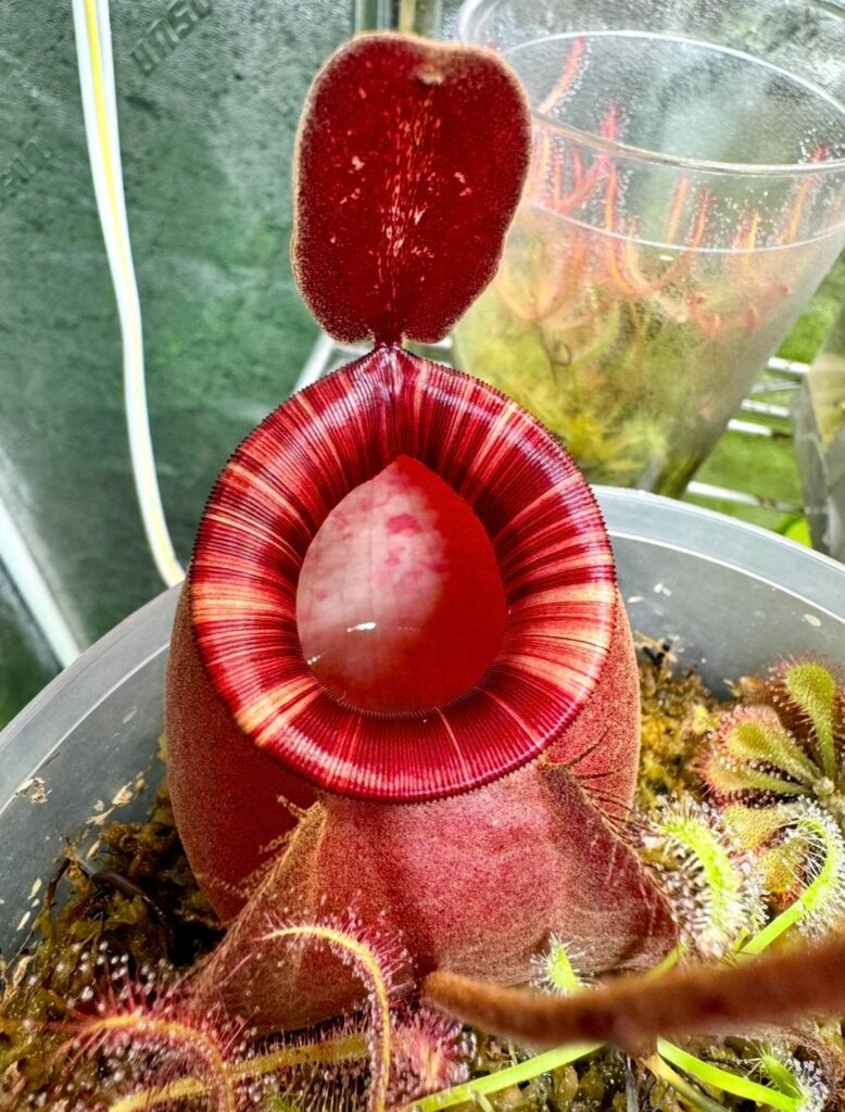 Nepenthes ‘Black Miracle’ Parentage? Nepenthes ‘Black Miracle’ Parentage?