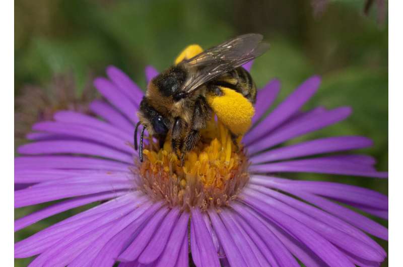 Longhorn bee visits a New England aster. Credit: Nick Dorian Pollinator-friendly gardens don't have to sacrifice style