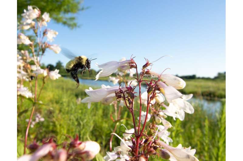 Golden northern bumble bee visits a foxglove beardtongue. Credit: Nick Dorian Pollinator-friendly gardens don't have to sacrifice style