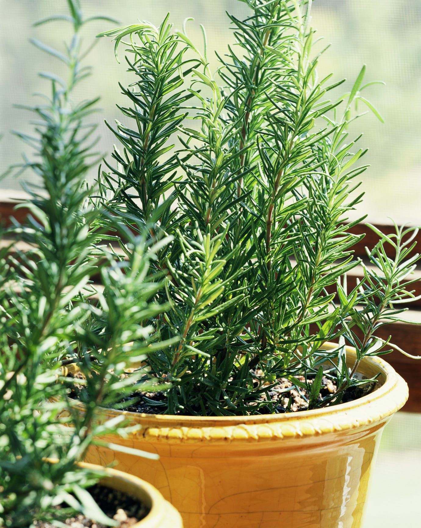 Rosemary in pot