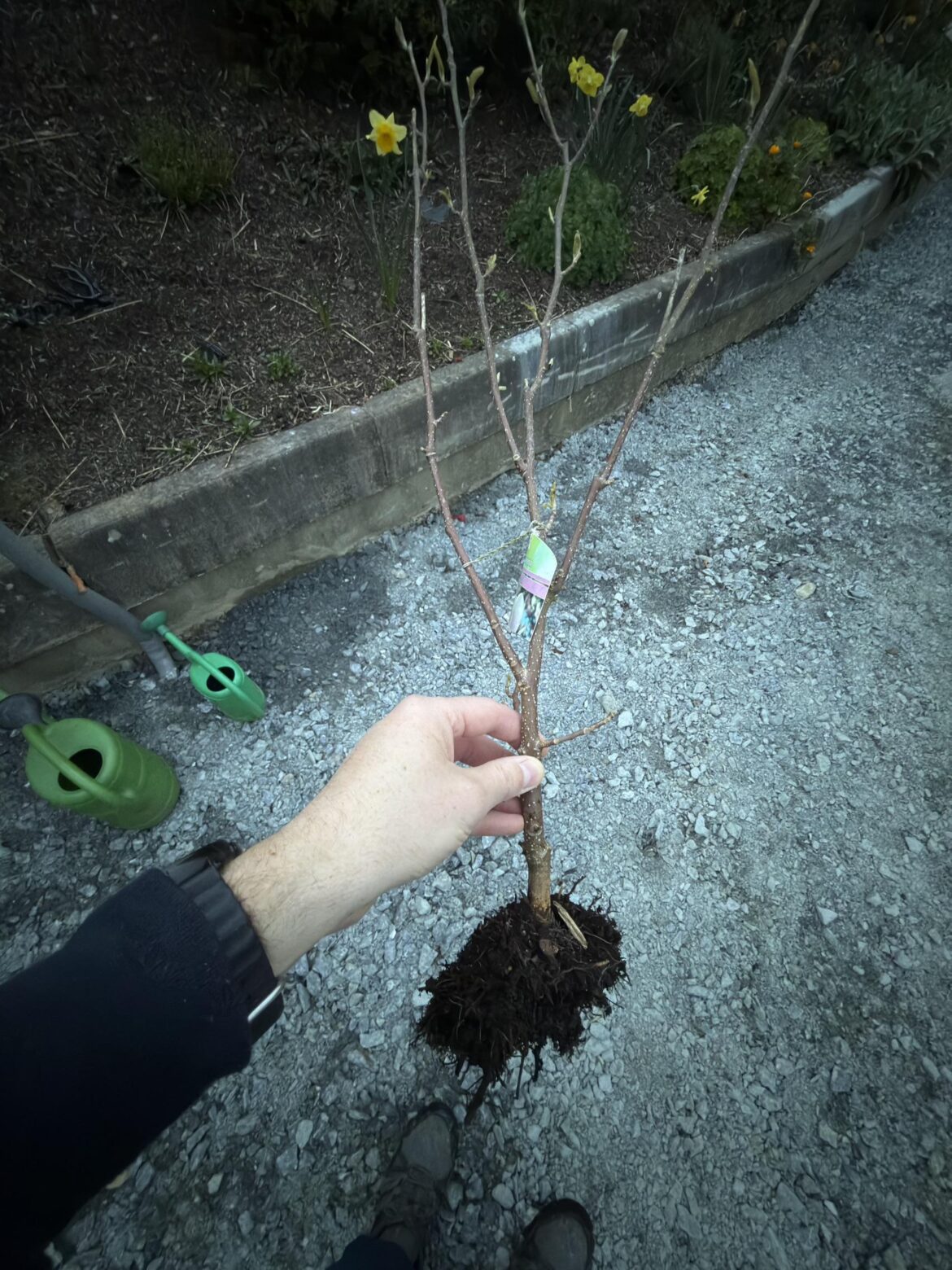 Magnolia roots