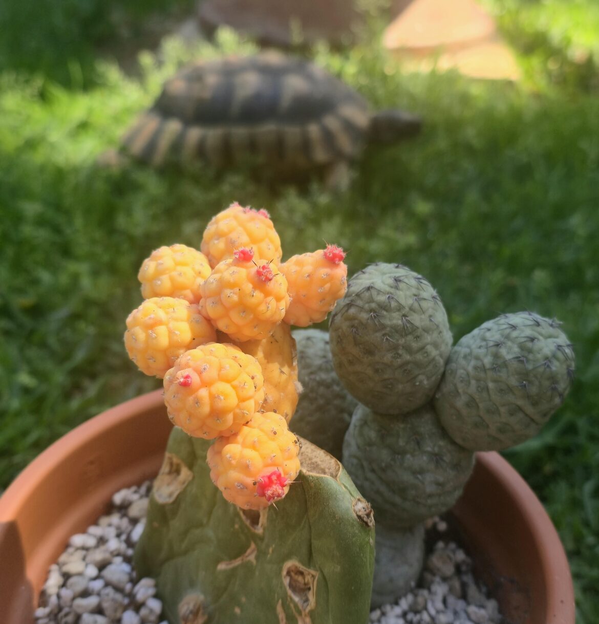 Tephrocactus geometricus variegated