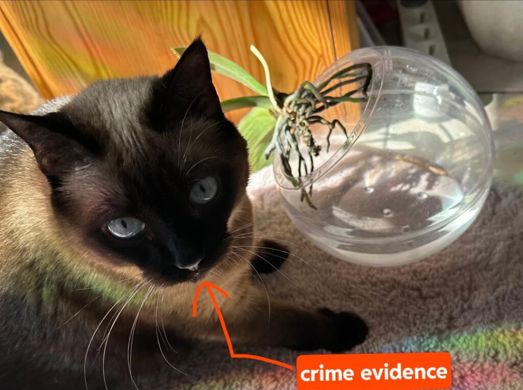 cat strongly believes orchid water is her fountain
