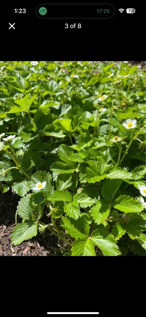 Someone is selling strawberry plants a buck each. Can I transfer them to my tower?