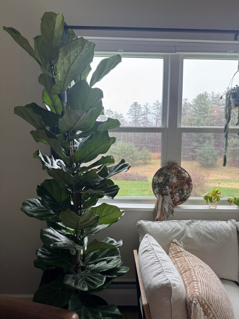 FLF (Figgy Marley) Help for a Newbie FLF (Figgy Marley) Help for a Newbie