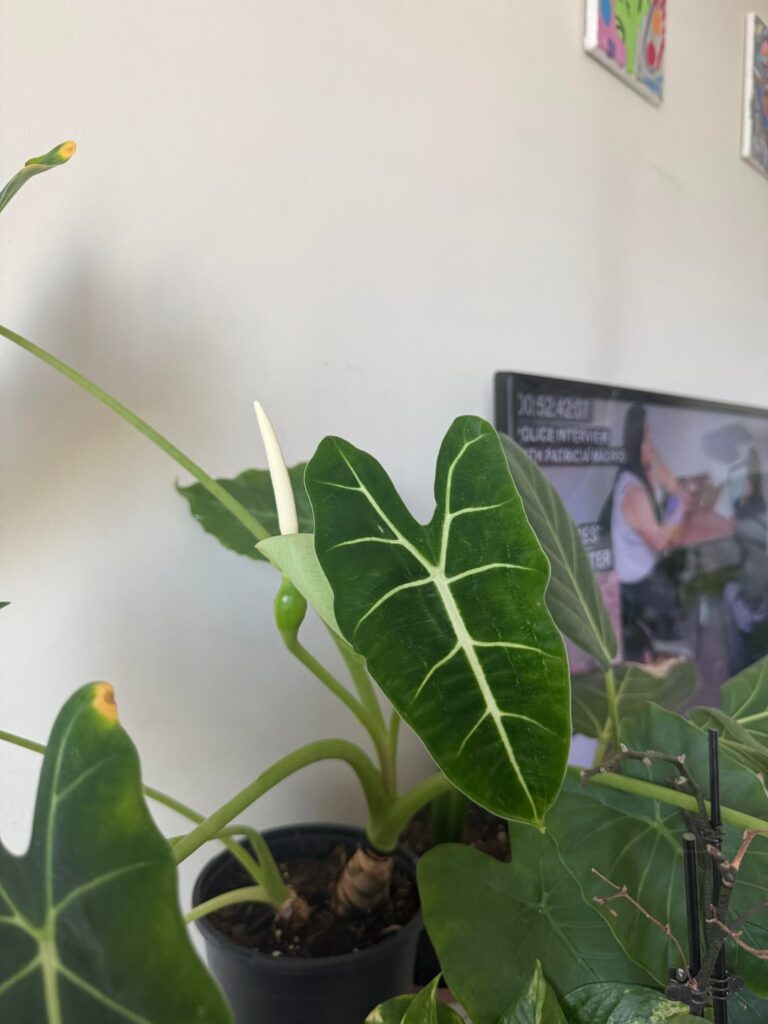 Tips & advice !