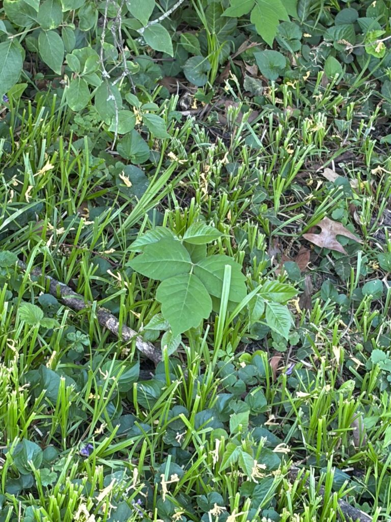 Poison ivy along fence line and in garden beds Poison ivy along fence line and in garden beds