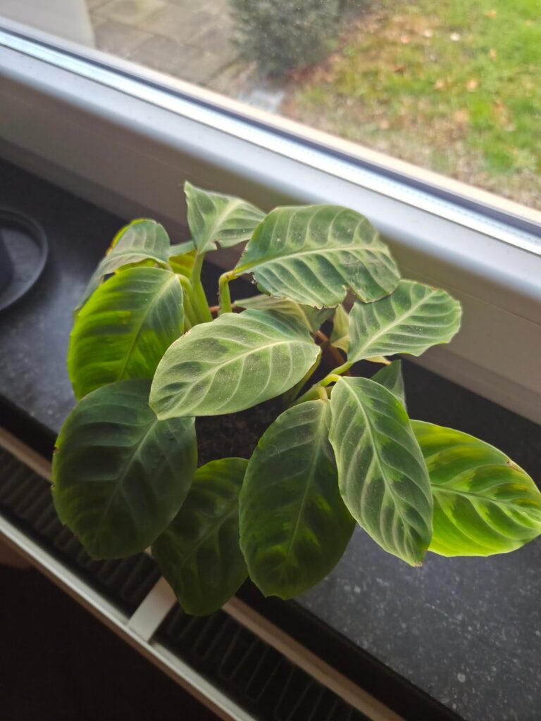 New