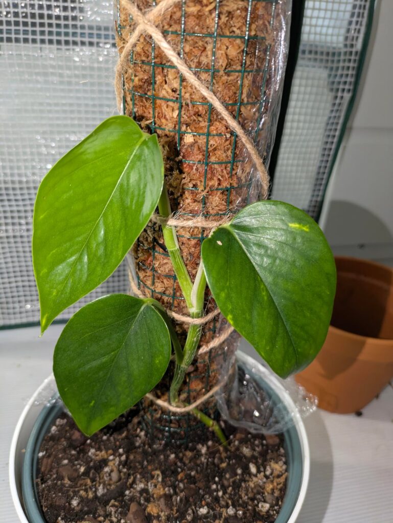 Pothos on moss pole