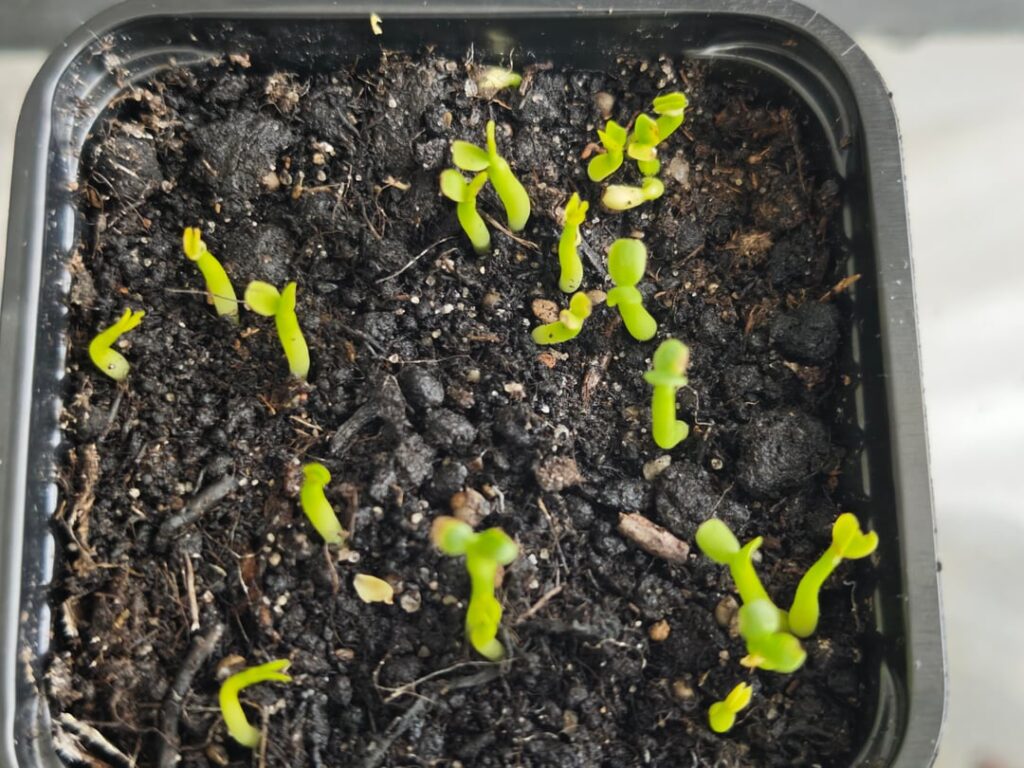 E. Obesa seedlings-kinda crowded