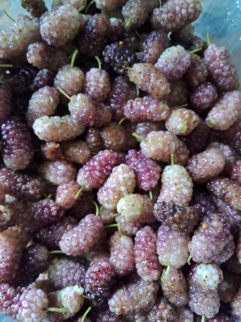 Cosecha de moras [OC]